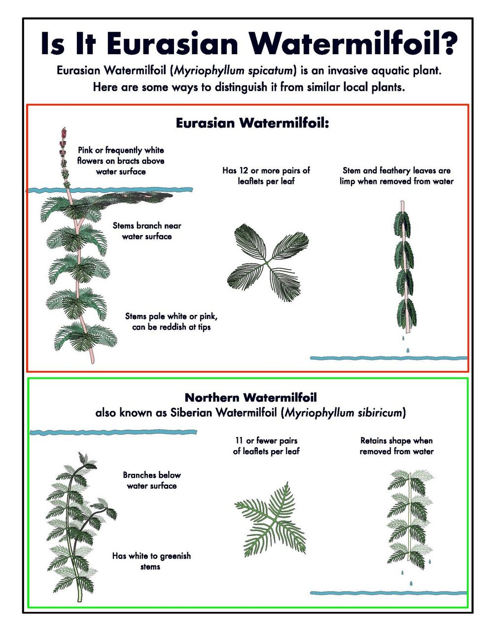 Comparison of Eurasian watermilfoil and Northern watermilfoil. (source: Tansy Brooks (public domain))