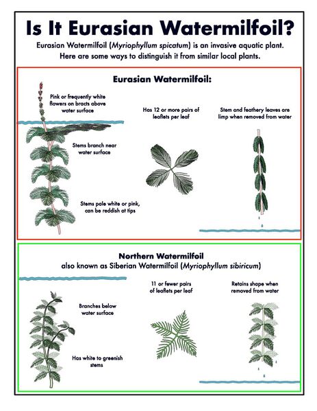 File:Comparison-of-Eurasian-Watermilfoil-and-Northern-Watermilfoil-1583x2048.jpg